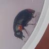 Hyperaspis sp.